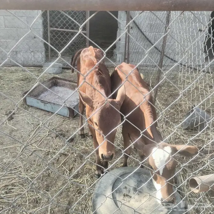 حسلان للبيع 3