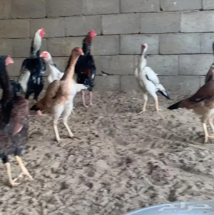 دجاج شامو ياباني تم البيع 1