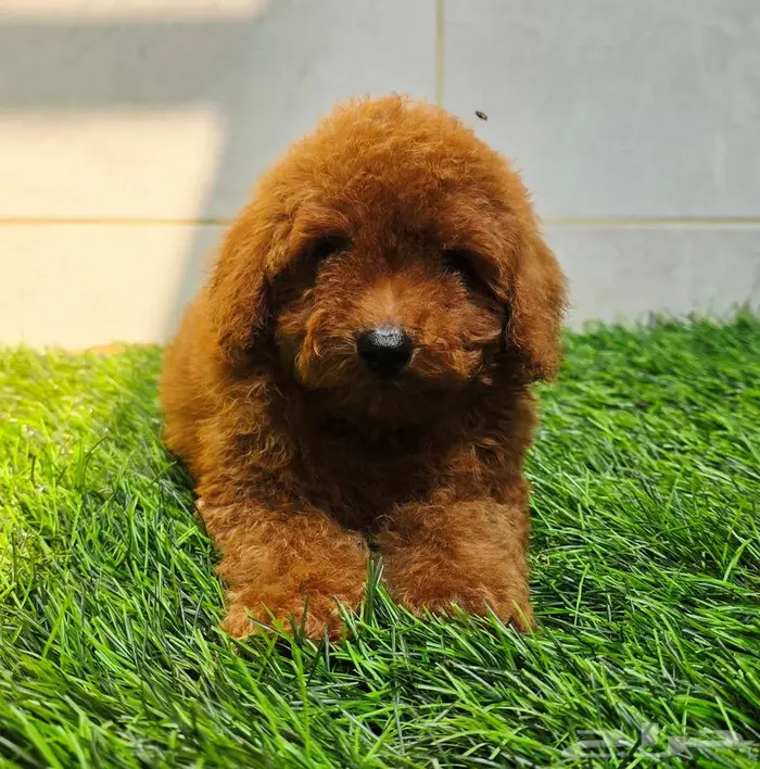 Mini toy poodle and pomerinanبودل وبومرينيم 1