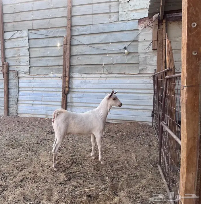 جفره جنوبيه 1