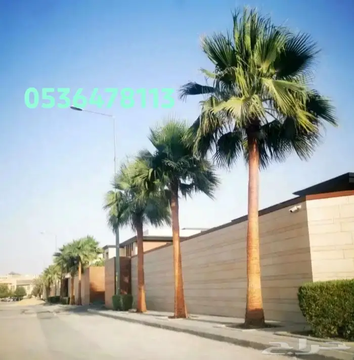 نخل ملوكي نخل واشنطني 0