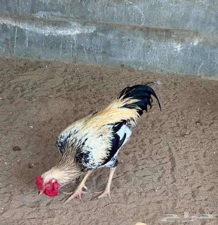 دجاج باكستاني و هولندي و امريكي و فقاسه وحضنه 6