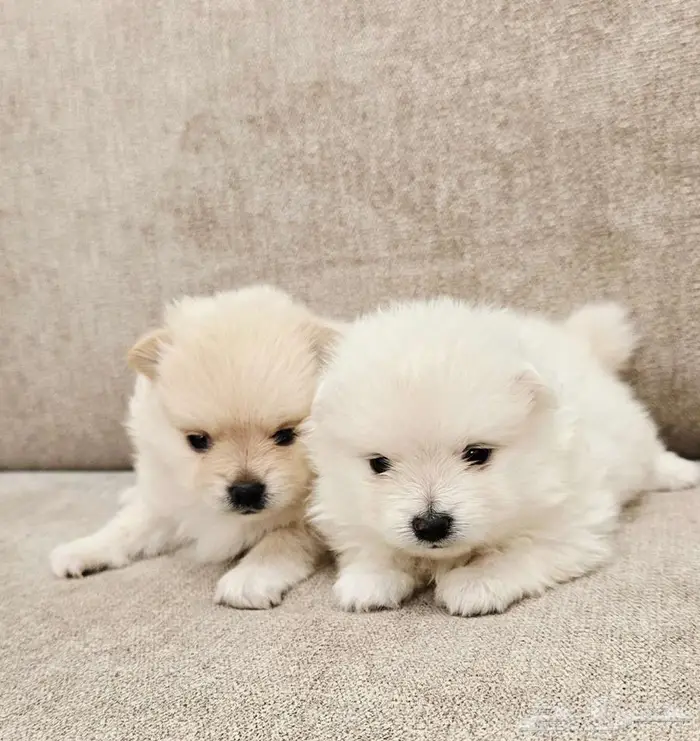 Mini toy poodle and pomerinanبودل وبومرينيم 4
