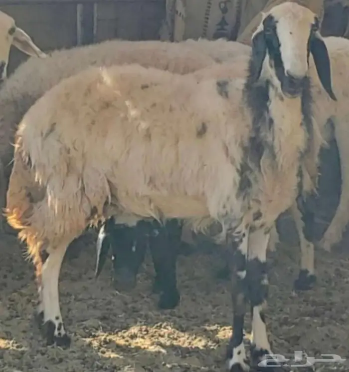 2 نعاج مضاريع طيبات 1