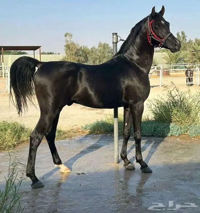 حصان شعبي أدهم للبيع 2