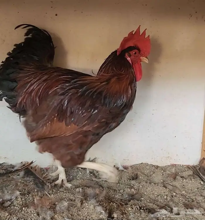 ديوك فرنسي منتجه 4