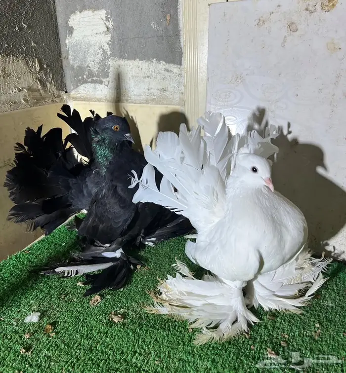 زوجين رقاص هندي فواخر 0