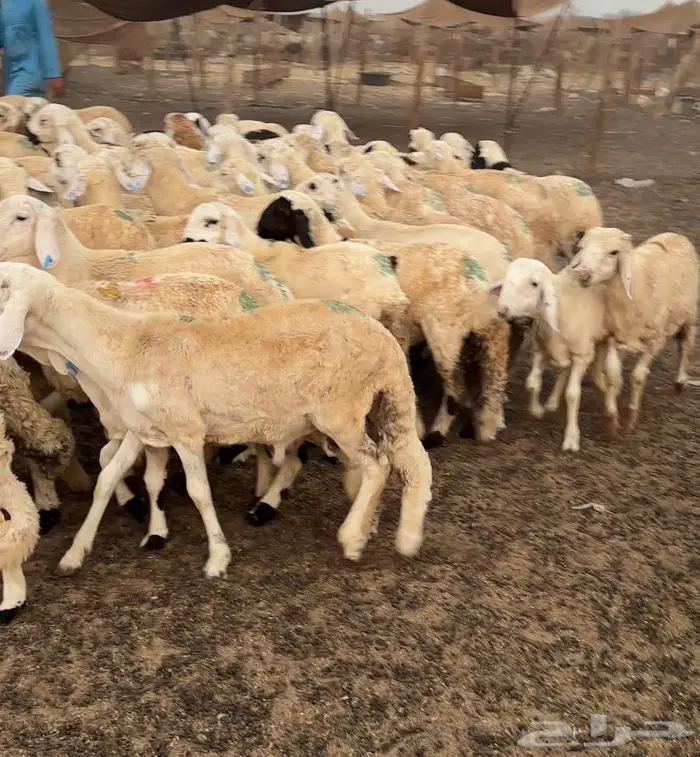 طليان سواكني العدد 40 والسعر 890 جملة فقط 3