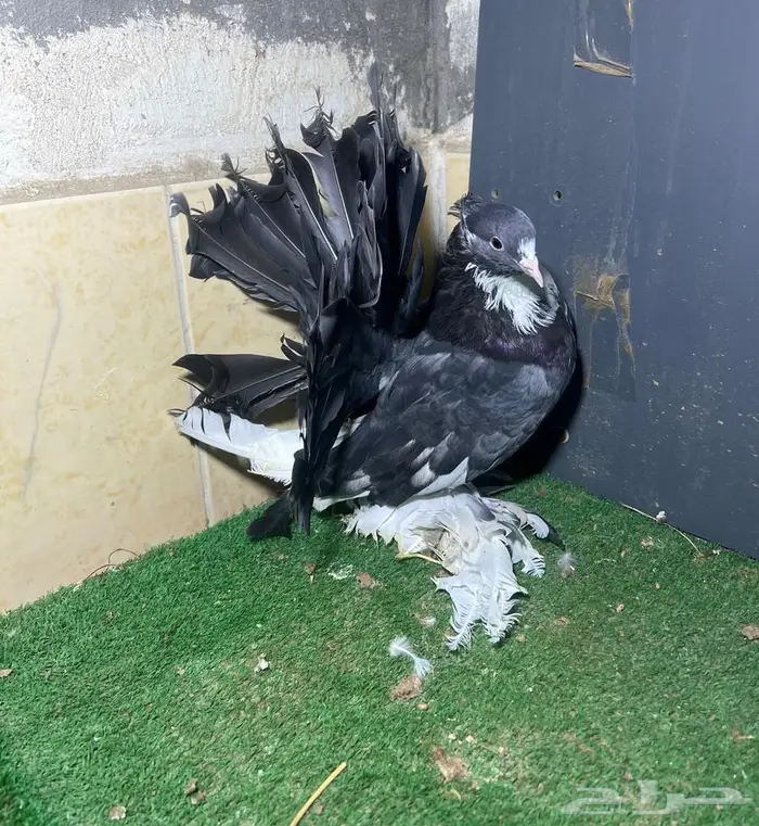 زوجين رقاص هندي فواخر 1