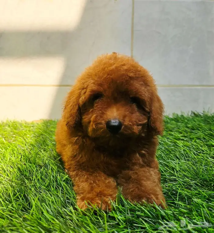 Mini toy poodle and pomerinanبودل وبومرينيم 6