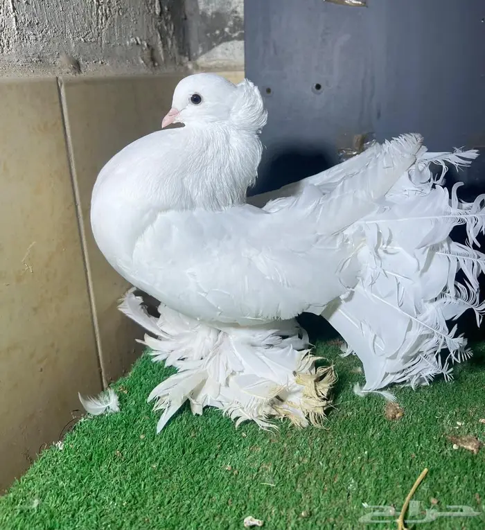 زوجين رقاص هندي فواخر 4