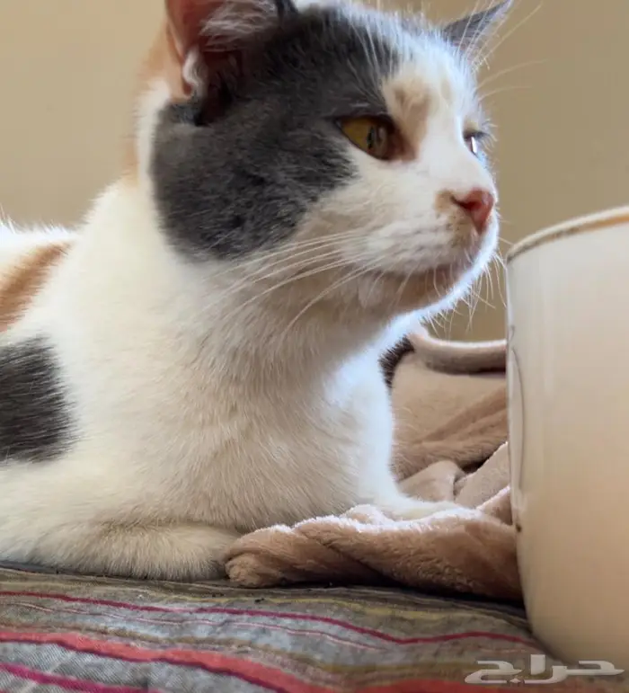 قطة حامل للتبني 2