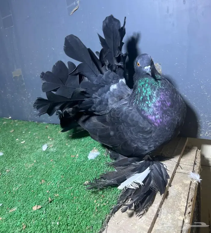 زوجين رقاص هندي فواخر 3