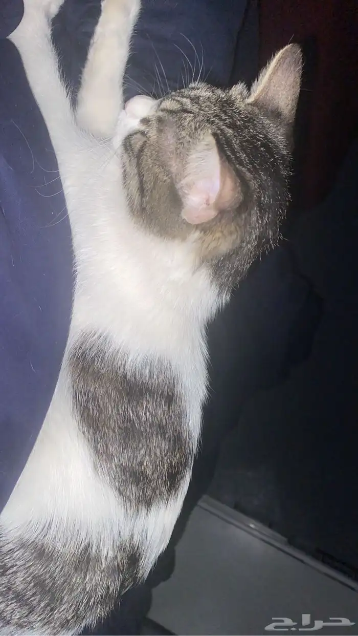 قطط شيرازي للتبني 1