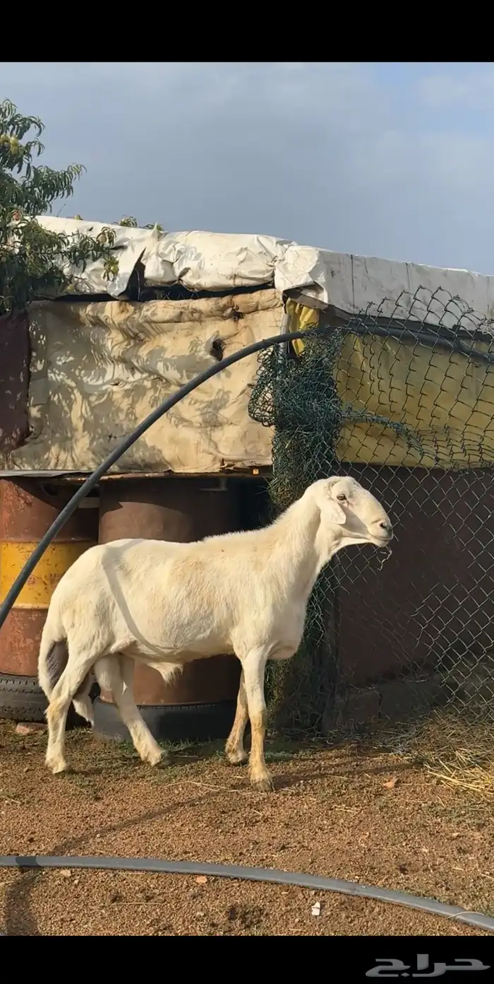 ضان متابيع 8