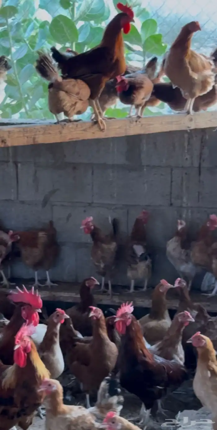 دجاج فرنسي وبلدي للبيع 2