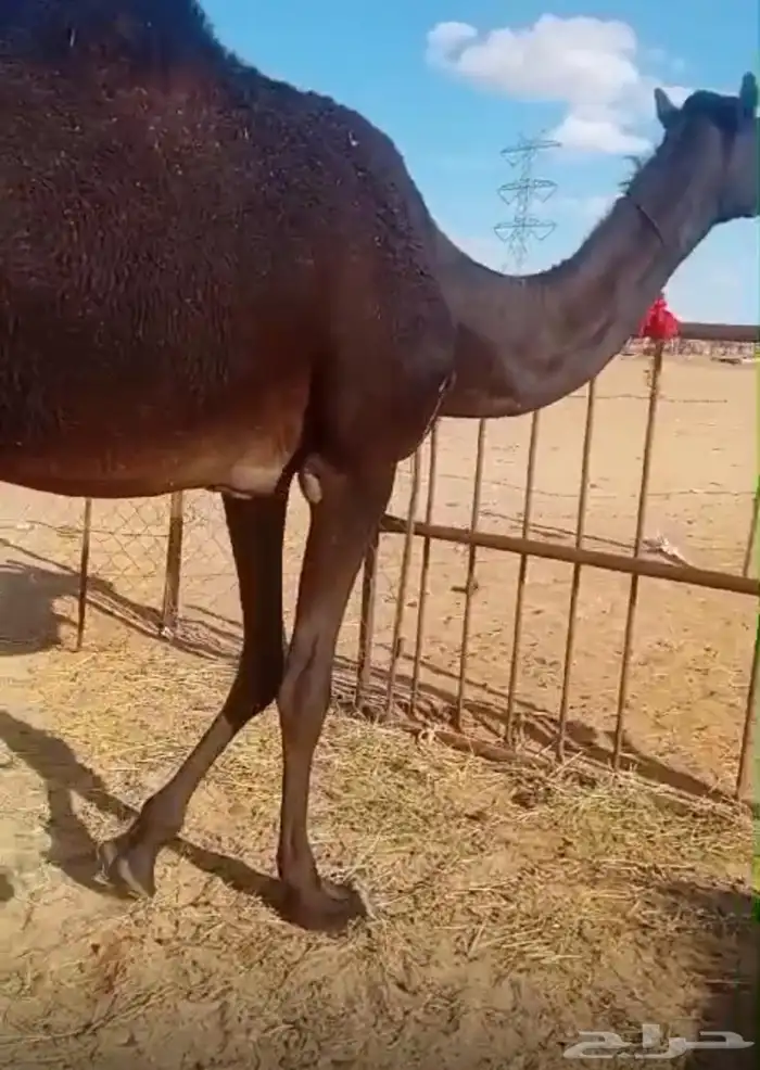 بكره حقه مجهم 2