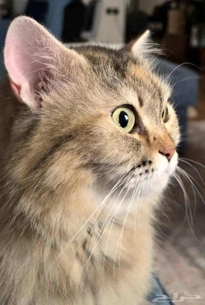 قطه انثى للتبني مطعمه 1