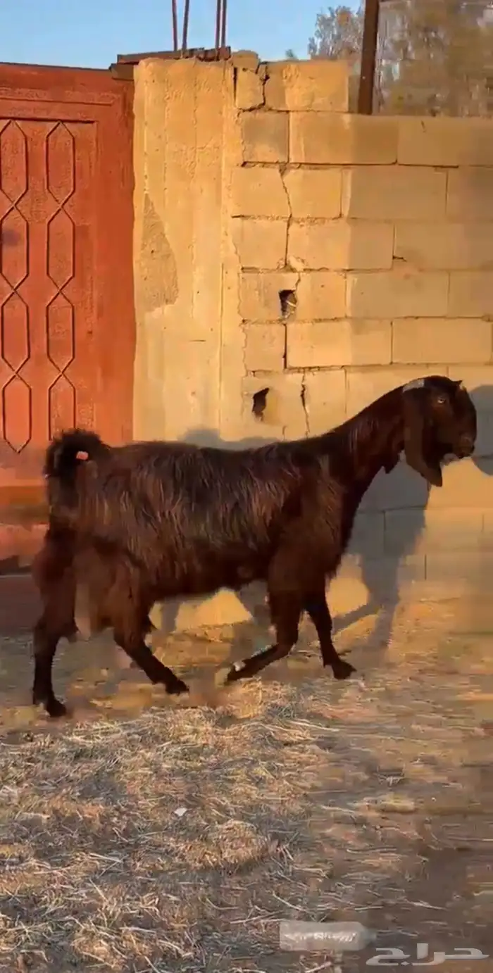 عنز قبرصيه مصريه معزا 1