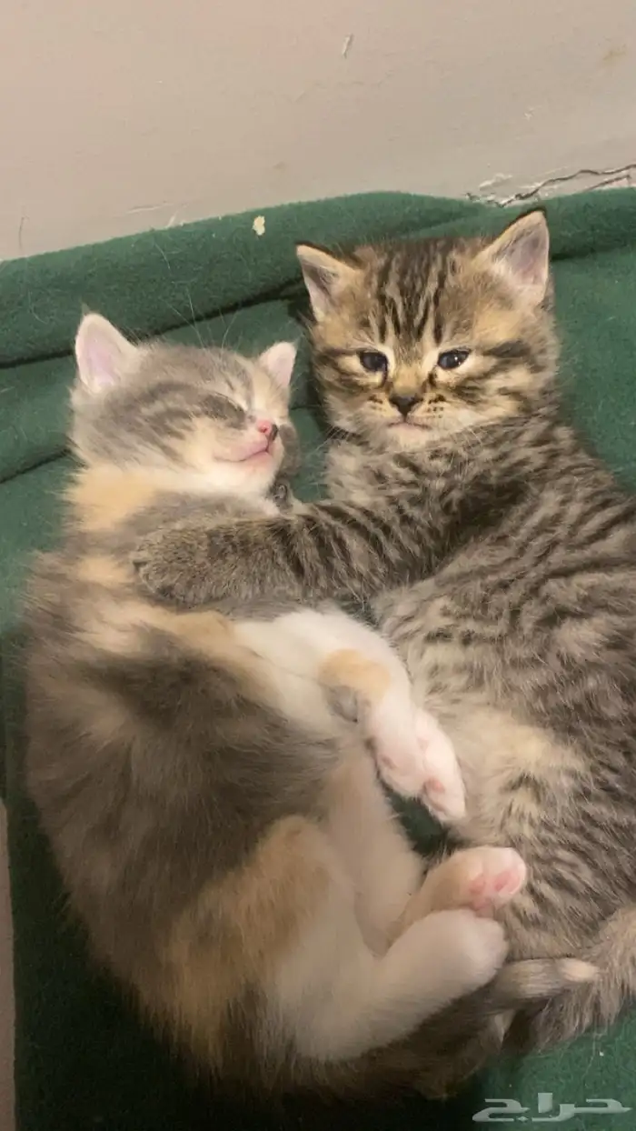 قط ذكر للبيع 0