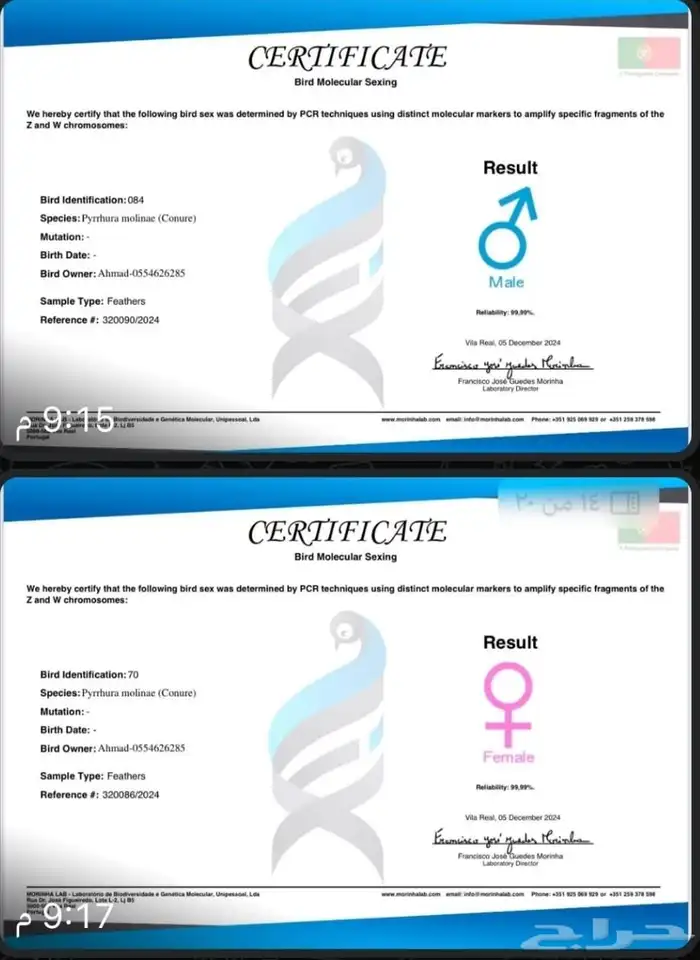 كنيور ذكر يلو سايد الانثى قرين شيك 1