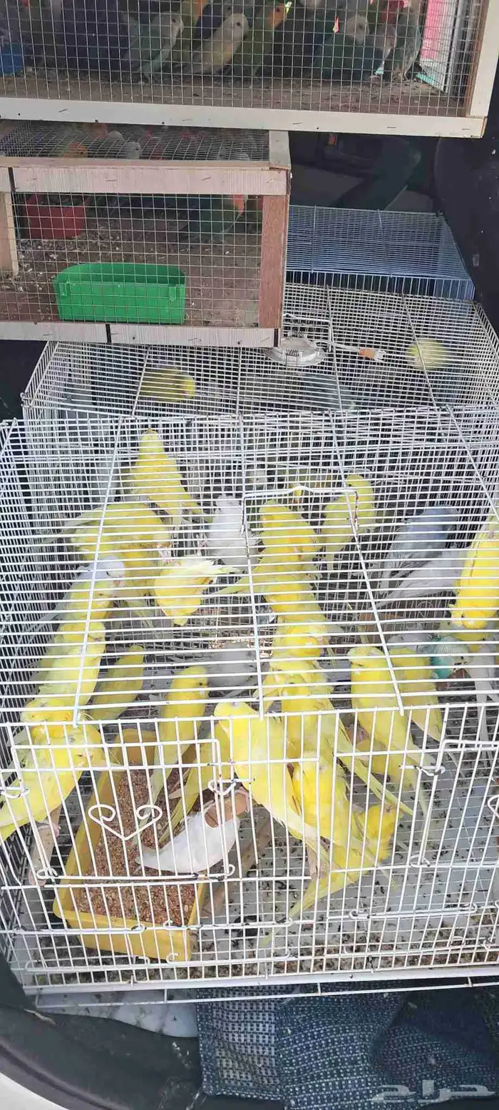 موصل طيور حيوانات اليفه أمانات 3