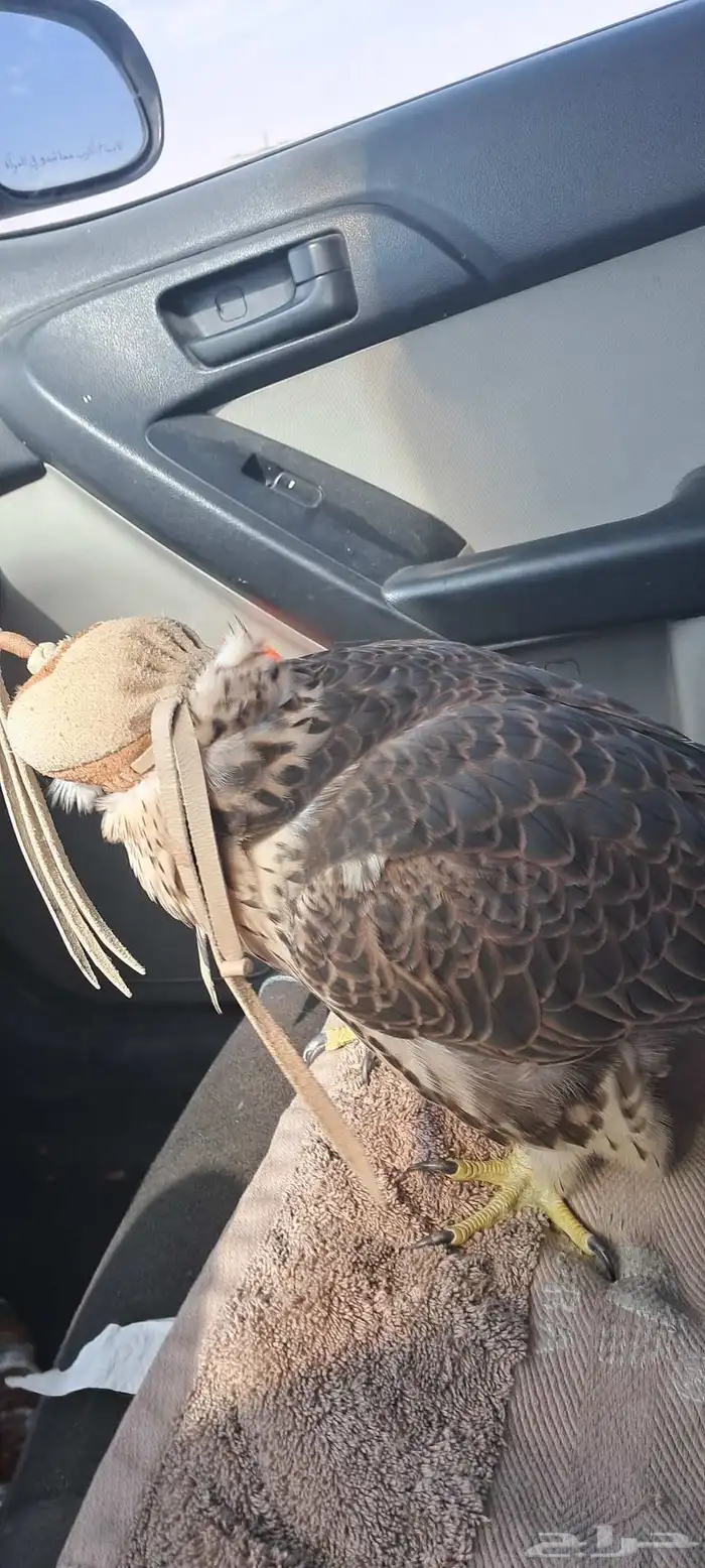 موصل طيور حيوانات اليفه أمانات 4