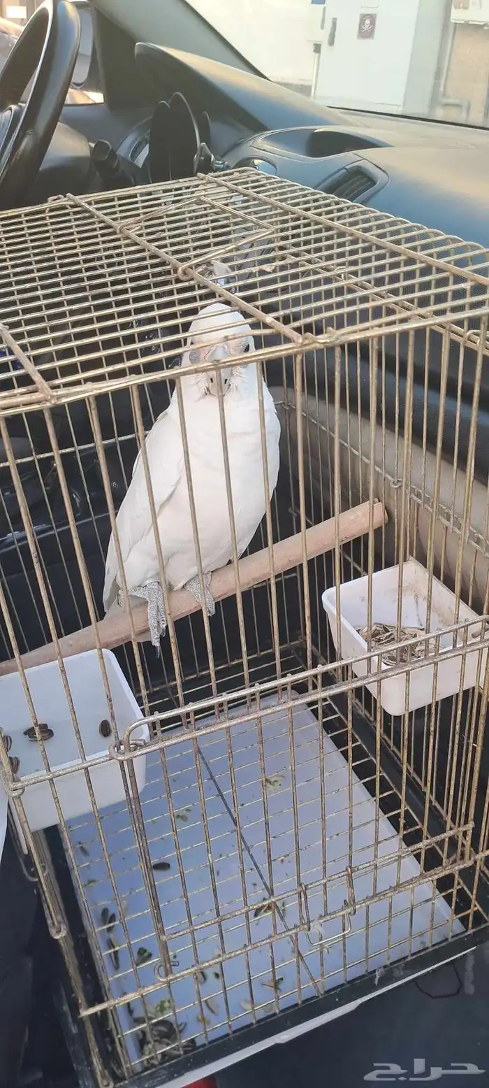 موصل طيور حيوانات اليفه أمانات 5