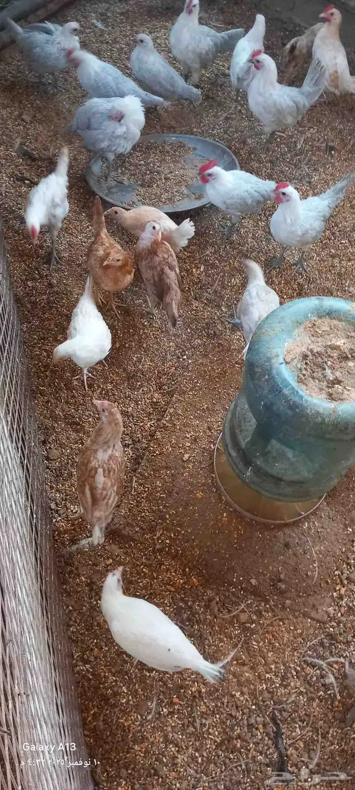 دجاج فيومي جولدن ولوهمان 1