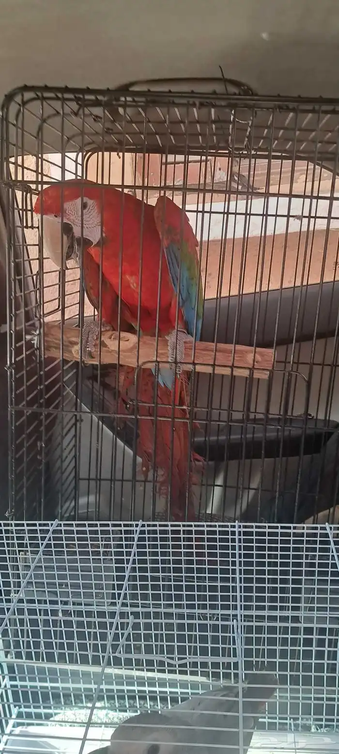 موصل طيور حيوانات اليفه أمانات 2