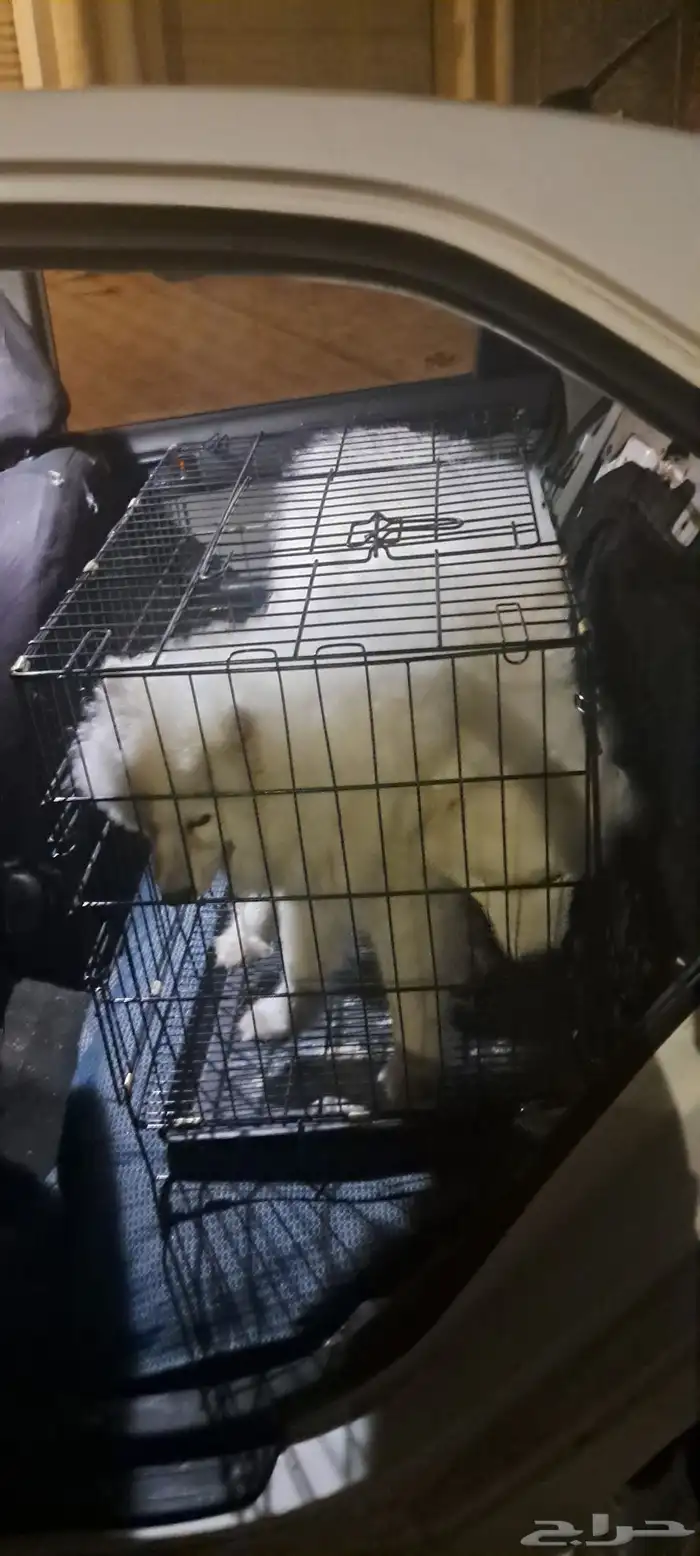 موصل طيور حيوانات اليفه أمانات 6