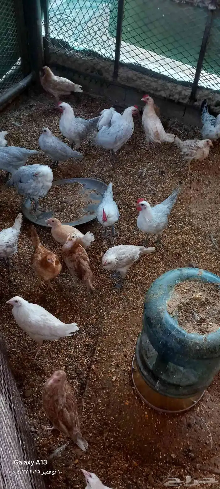 دجاج فيومي جولدن ولوهمان 2