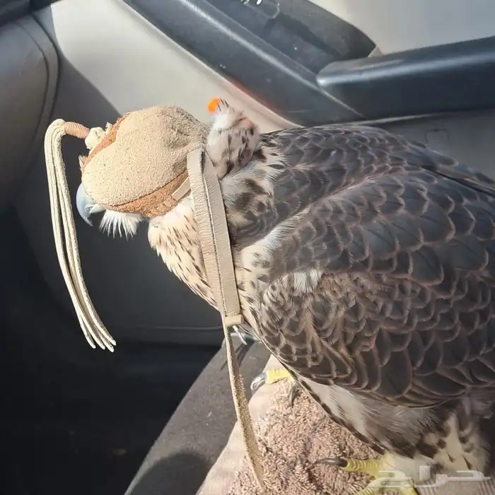 موصل طيور حيوانات اليفه أمانات 8