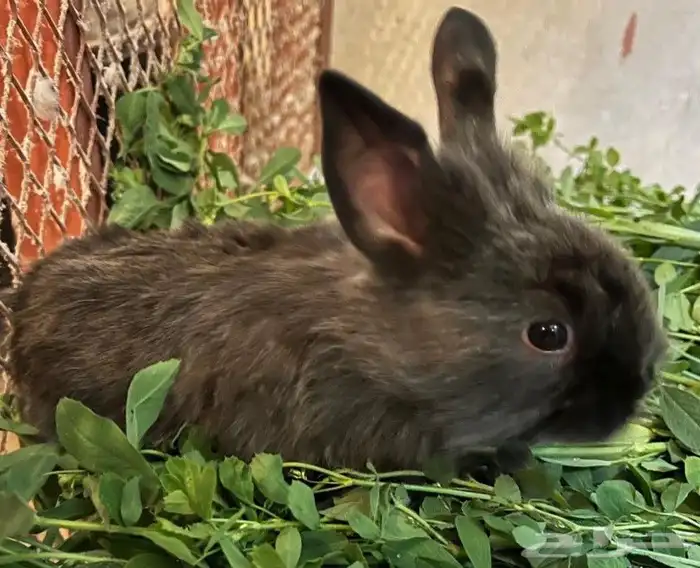 ارنب نوعه فرنسي التوصل الوتساب 0596927 4