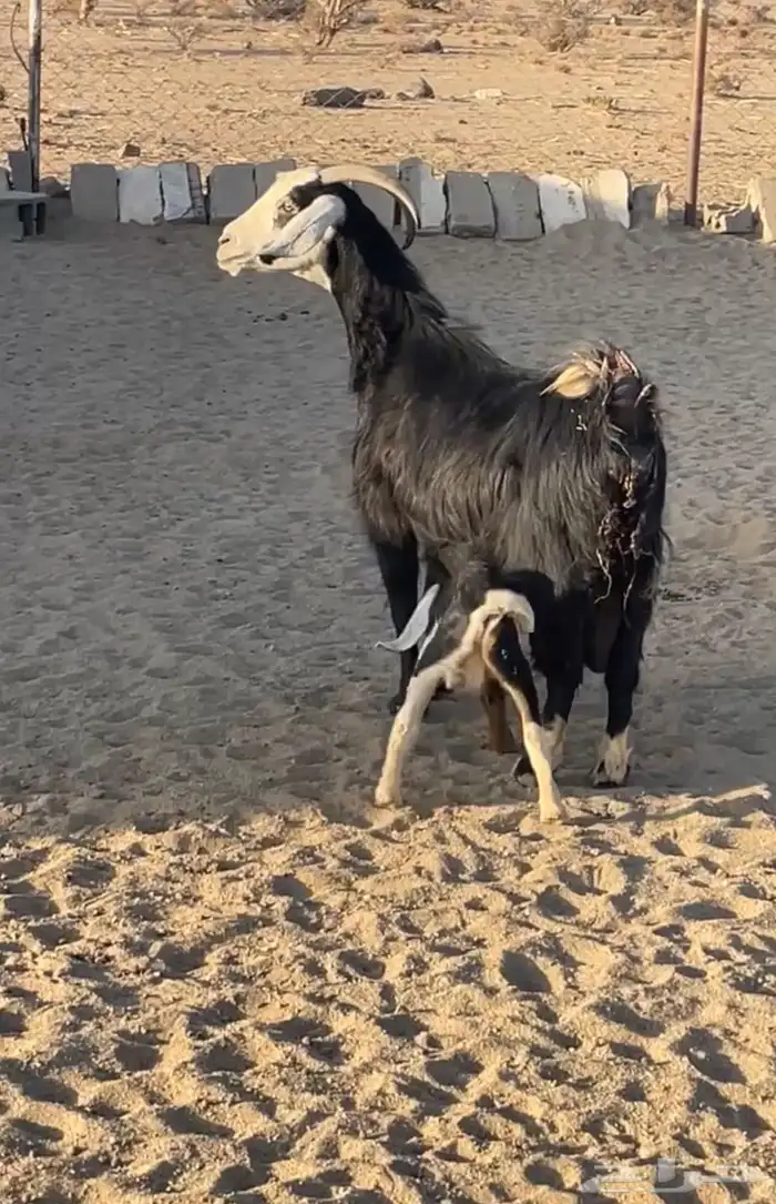 معزا متابيع 3