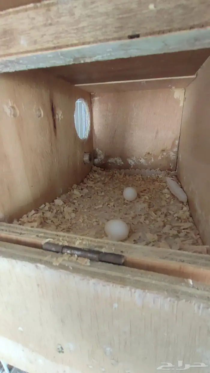 زوج كروان منتج الذكر لتينو والانثى فراشه 4