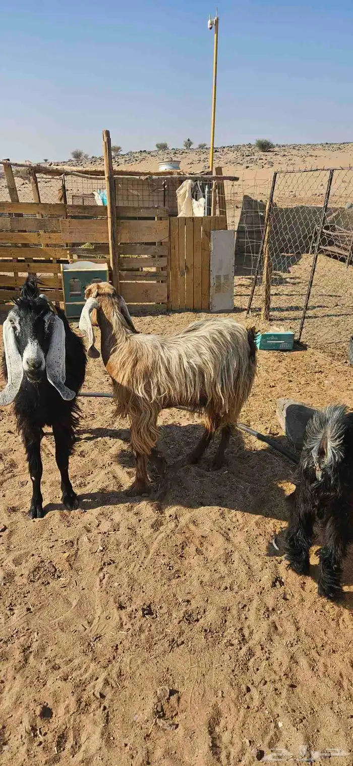 معزاء مضاريع 4