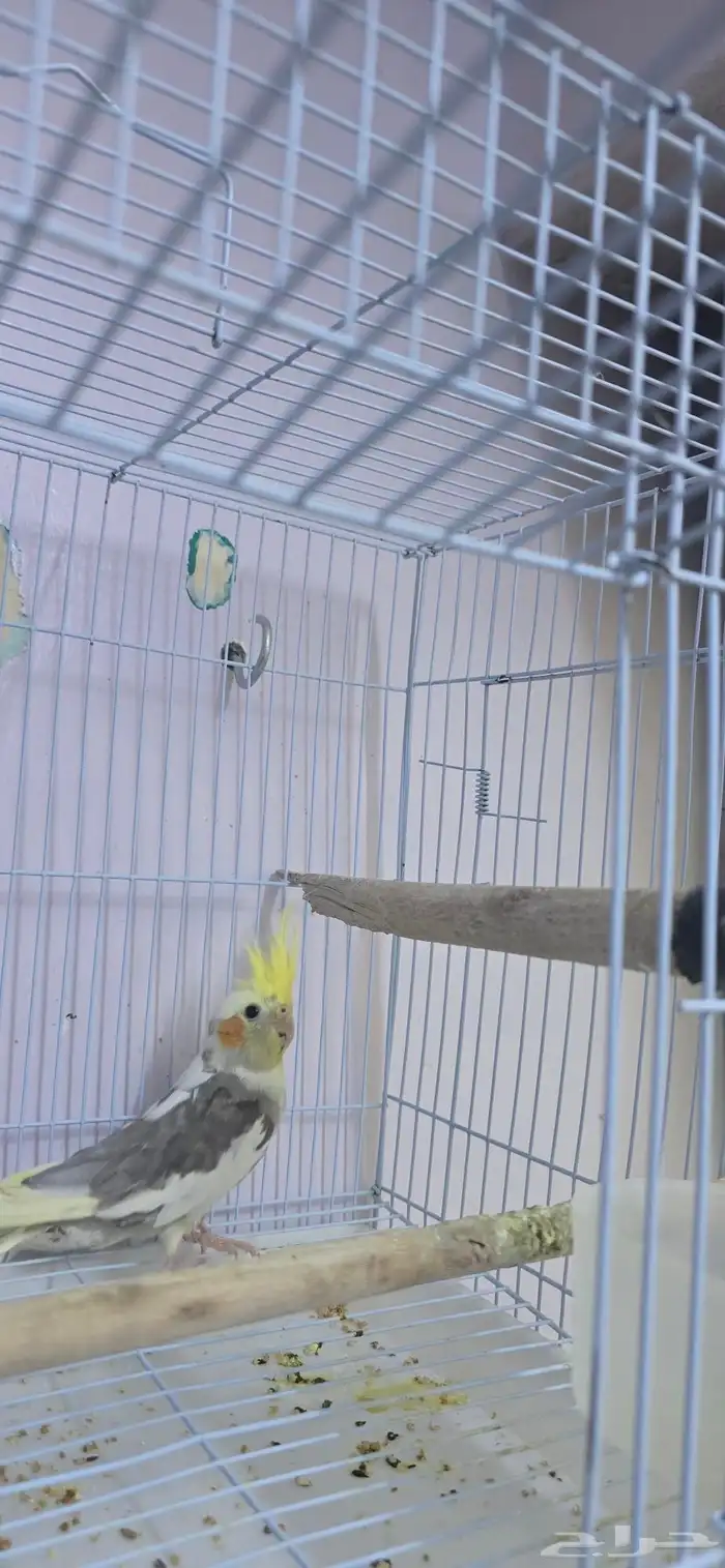 كروان حلو ذكر 0