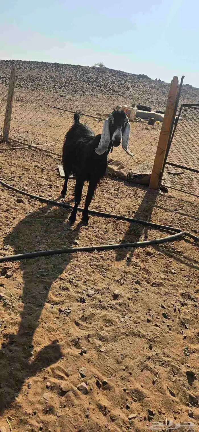 معزاء مضاريع 0