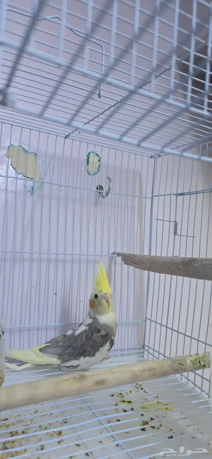 كروان حلو ذكر 2