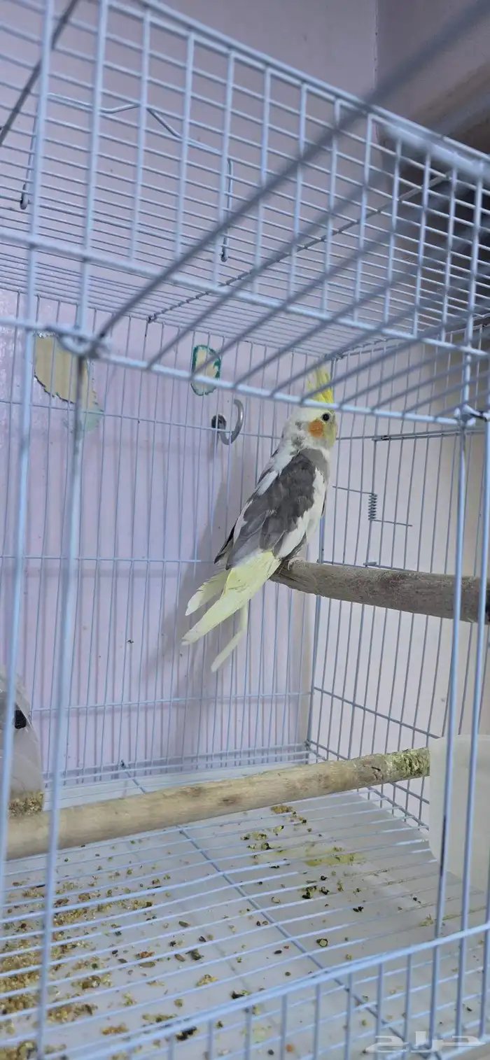 كروان حلو ذكر 3