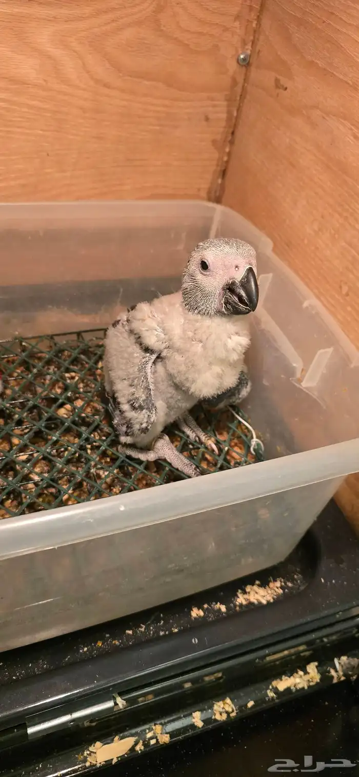 فرخ كاسكو طفرة 0