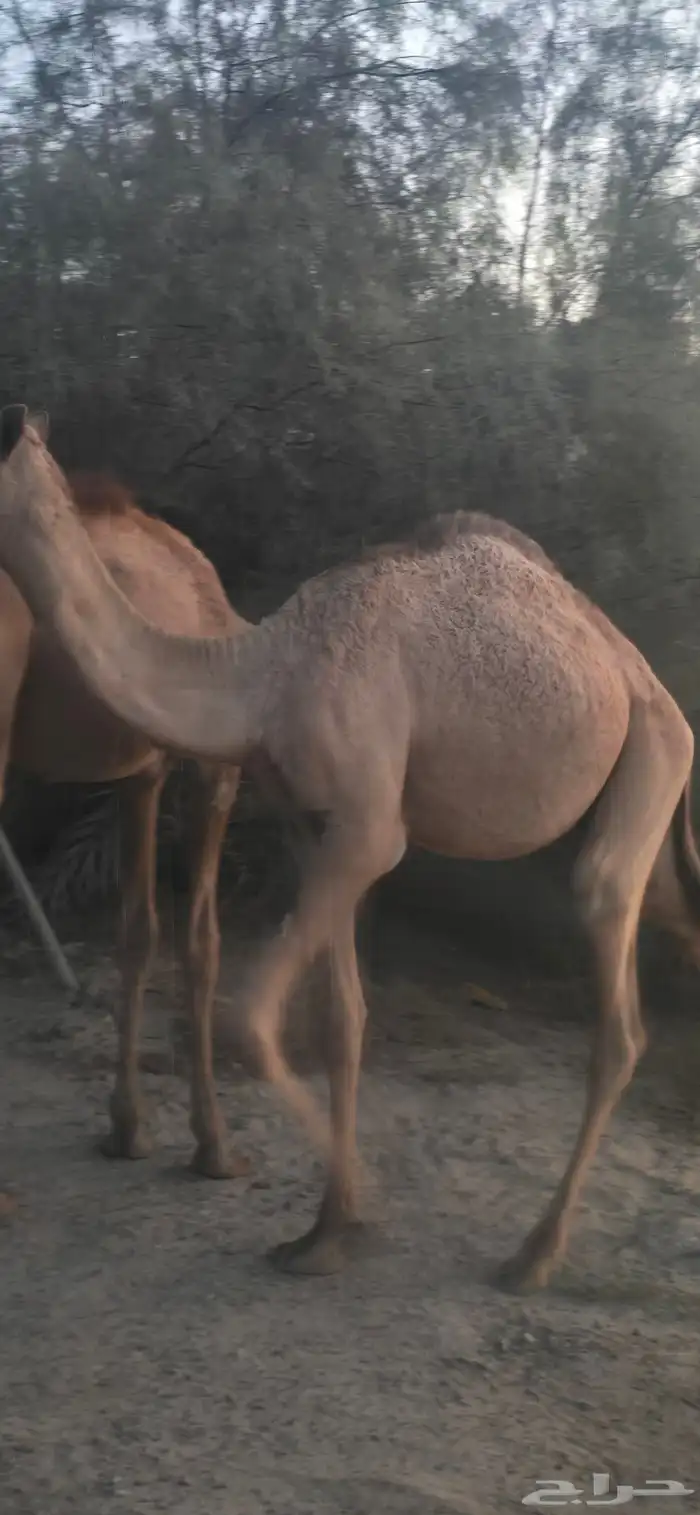 قعود للبيع 0