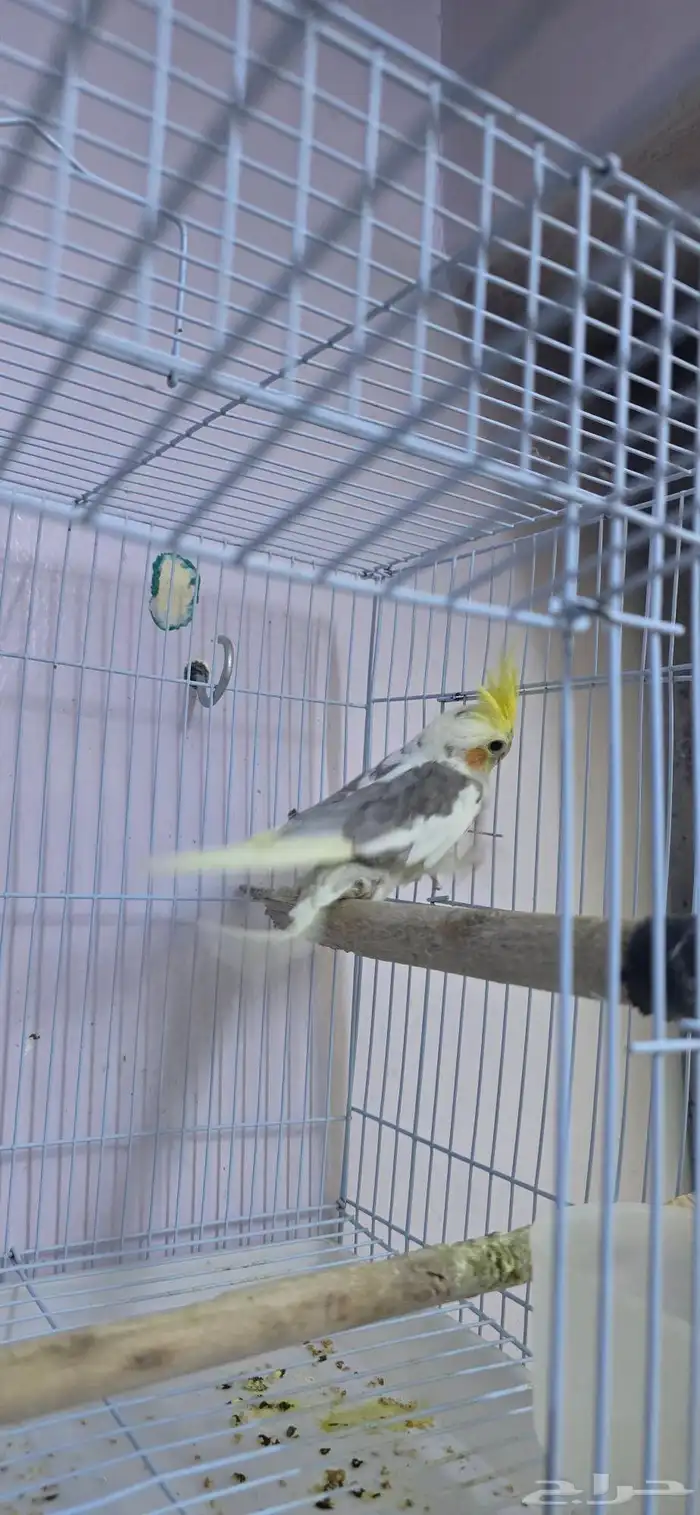 كروان حلو ذكر 1