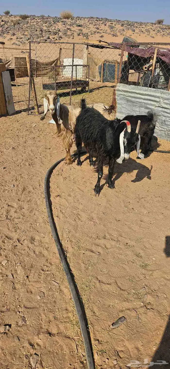 معزاء مضاريع 3