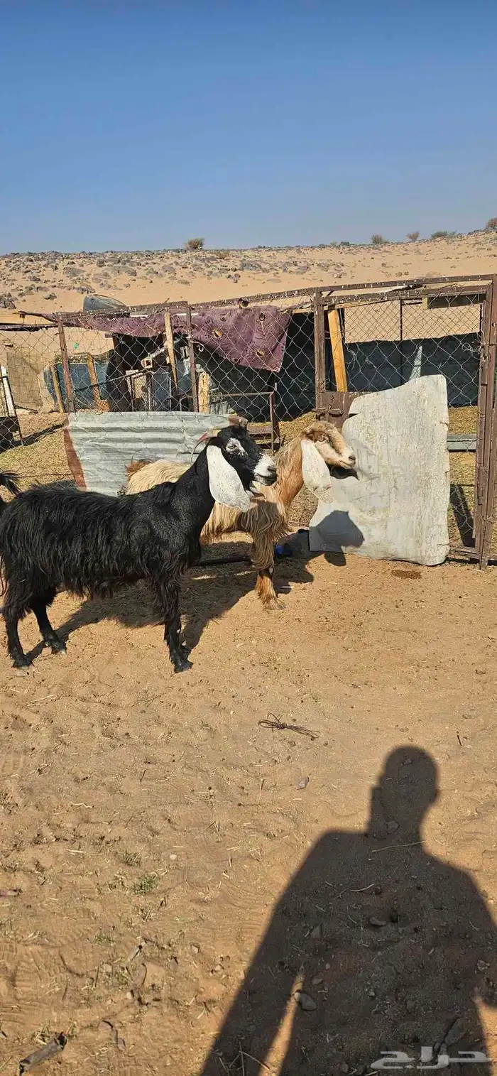 معزاء مضاريع 5