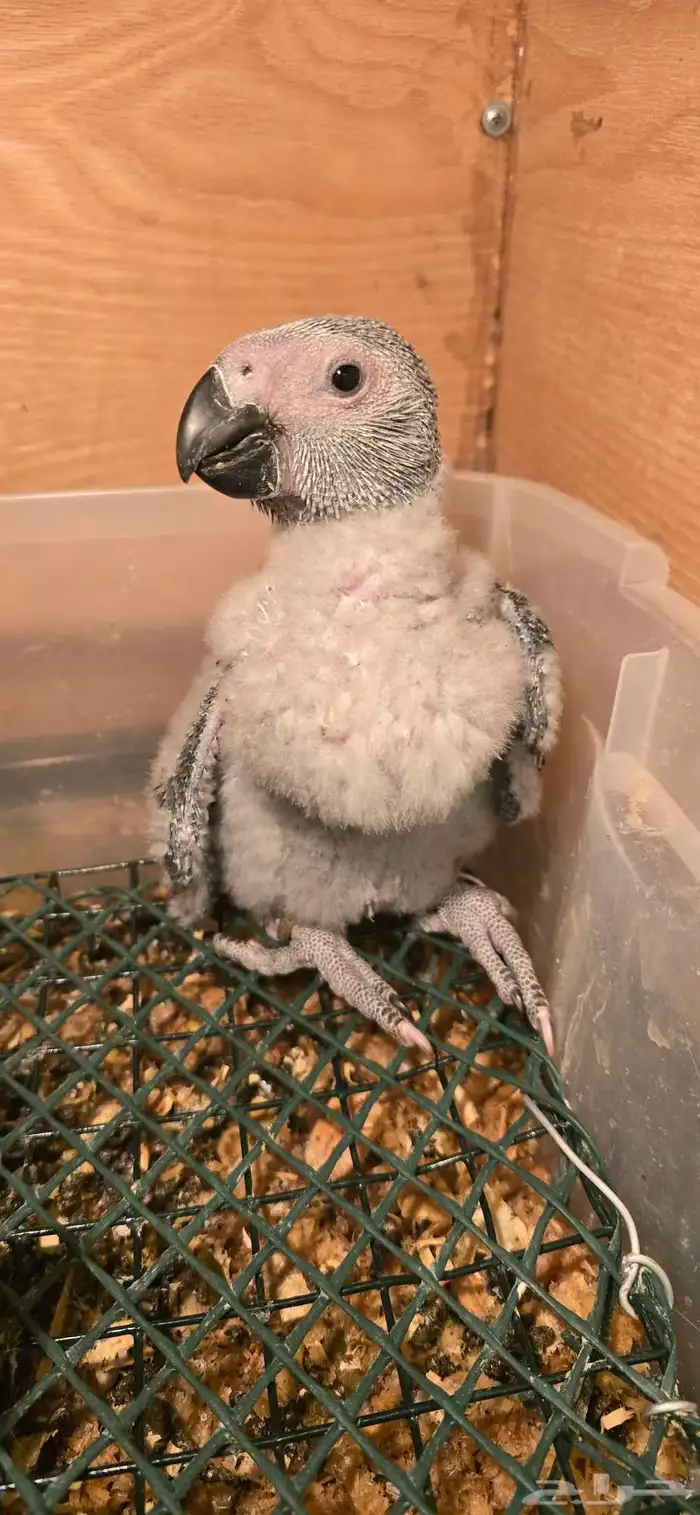 فرخ كاسكو طفرة 1