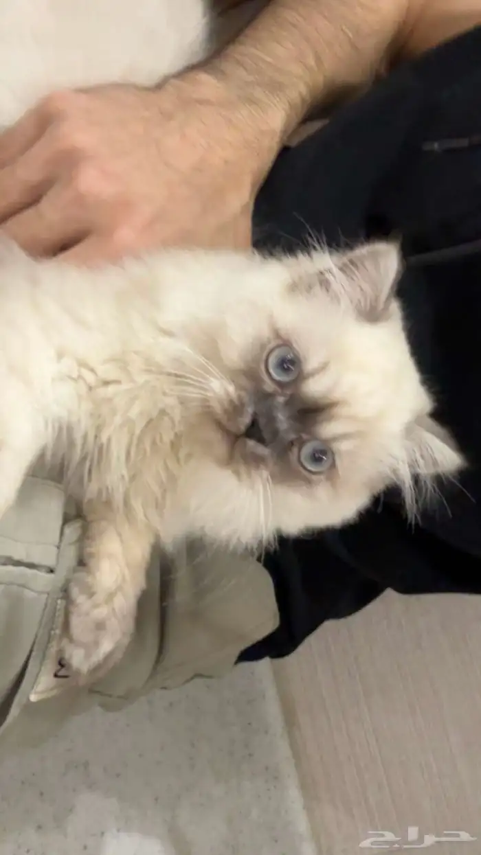 قطوه هملايا عمرها 3 شهور 1