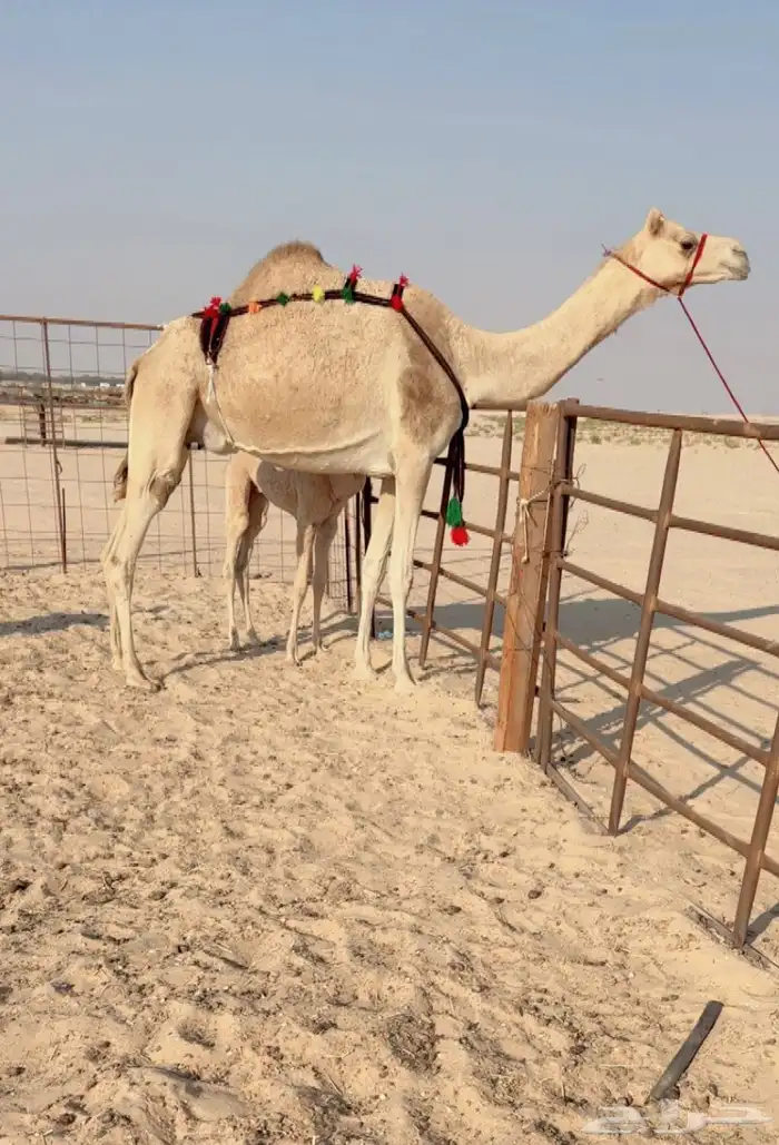 خلفه منتج سبق وتحتها بكره فل للبيع هجن 0