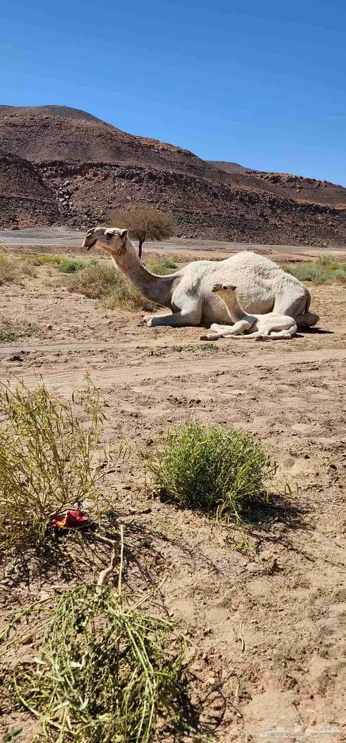 للبيع الناقه ام الفحول لها عندي 4سنوات من ابل الروسان 4